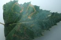 Stigmella betulicola