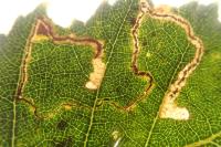 Stigmella betulicola