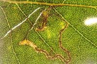 Stigmella betulicola