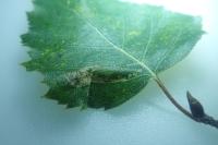 Phyllonorycter ulmifoliella
