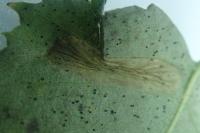 Phyllonorycter ulmifoliella