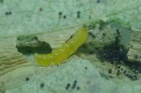 Phyllonorycter ulmifoliella