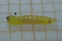 Phyllonorycter ulmifoliella