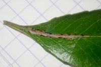 Phyllonorycter leucographella