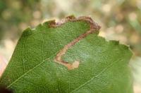 Stigmella sakhalinella