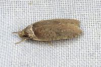 Agonopterix