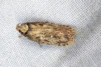Depressaria albipunctella