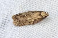 Depressaria albipunctella