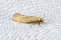 Myrmecozela ataxella