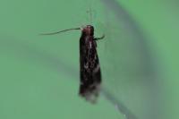 Dryadaula heindeli