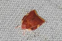 Carcina quercana