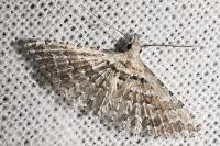 Alucita palodactyla