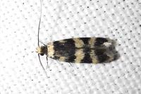 Oegoconia