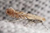 Phyllonorycter messaniella