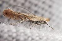 Phyllonorycter messaniella