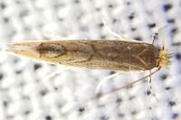 Phyllonorycter messaniella