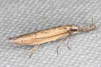 Pleurota aristella