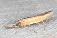 Pleurota aristella