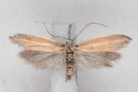 Pleurota aristella