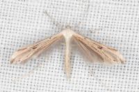 Emmelina monodactyla