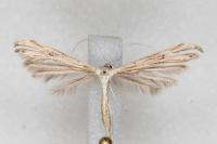 Emmelina monodactyla