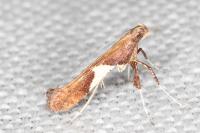Caloptilia stigmatella