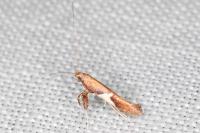 Caloptilia stigmatella