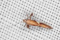 Caloptilia stigmatella