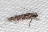 Carpatolechia decorella