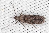 Carpatolechia decorella
