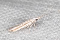 Coleophora pulchripennella