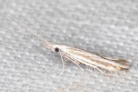Coleophora pulchripennella