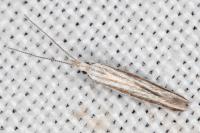 Coleophora pulchripennella