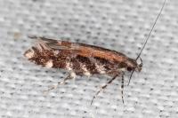 Aristotelia ericinella