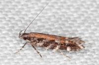 Aristotelia ericinella