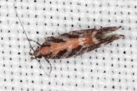 Aristotelia ericinella