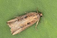 Bactra venosana