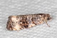 Endothenia marginana