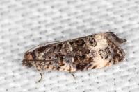 Endothenia marginana