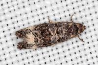 Endothenia marginana