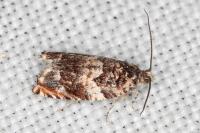 Gypsonoma minutana