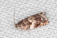 Gypsonoma minutana