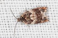 Gypsonoma minutana