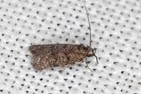 Symmoca orphnella