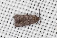 Symmoca orphnella