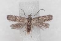 Symmoca orphnella