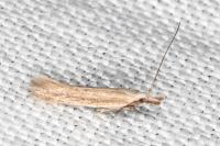 Megacraspedus lanceolellus