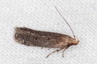 Stomopteryx spathulella