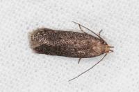 Stomopteryx spathulella