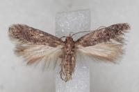 Stomopteryx spathulella